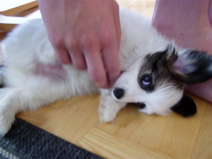 Phalene Canto billede 5