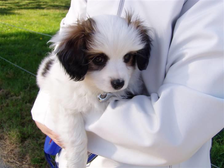 Phalene Canto billede 6