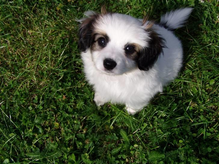 Phalene Canto billede 7