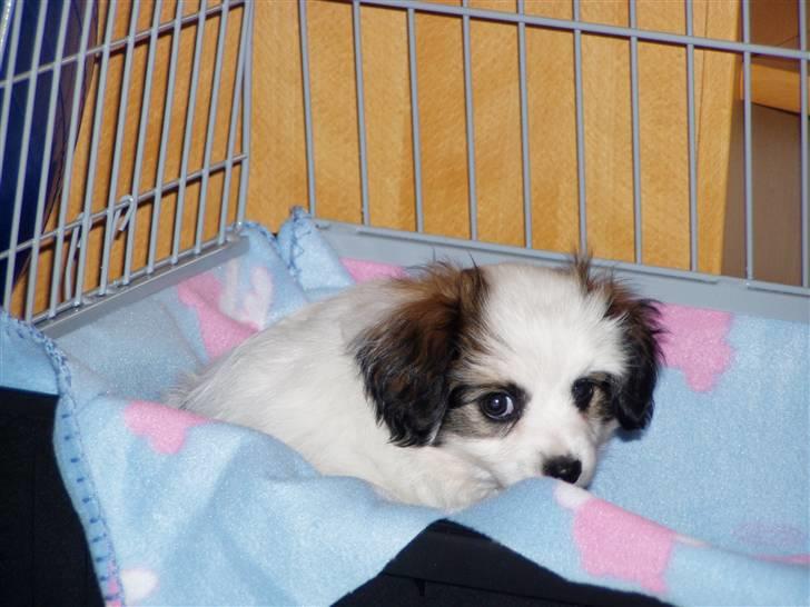 Phalene Canto billede 8