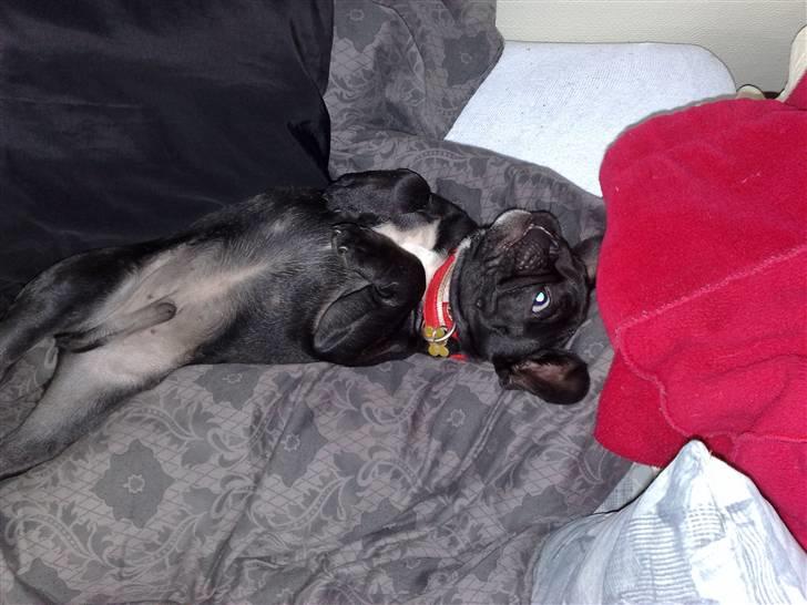 Fransk bulldog Vacho billede 15