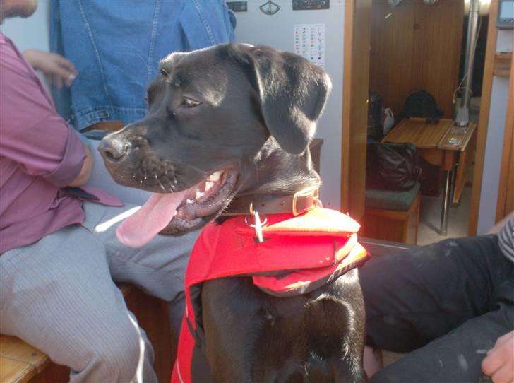 Blanding af racer Thyra (Boxer/Labrador) - sommerferie på båd i august billede 9