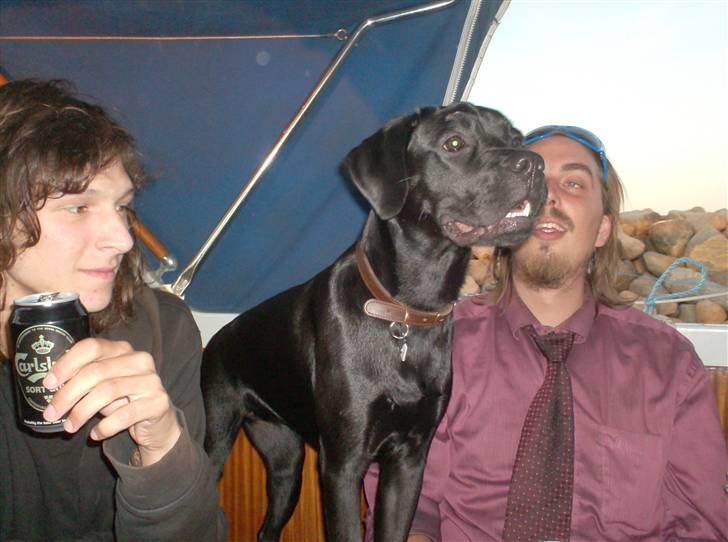 Blanding af racer Thyra (Boxer/Labrador) - sommerferie på båd i august billede 10