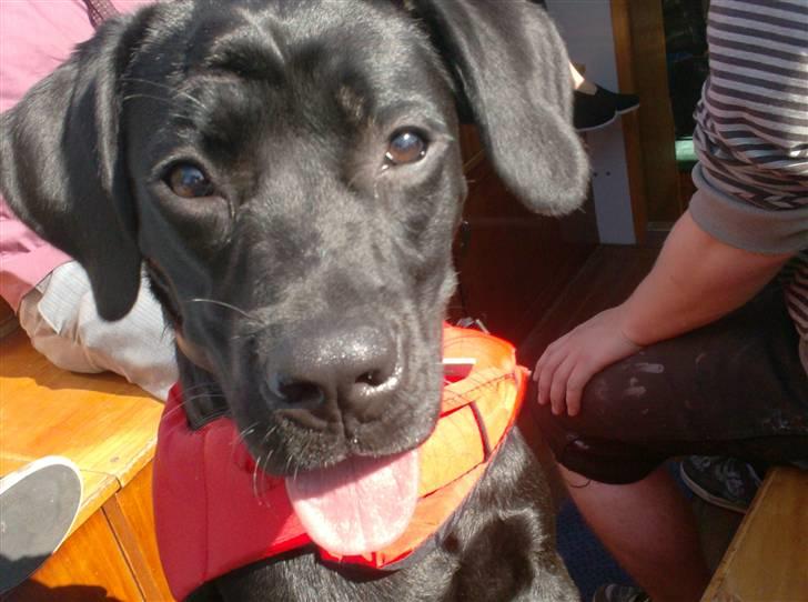 Blanding af racer Thyra (Boxer/Labrador) - sommerferie på båd i august billede 11