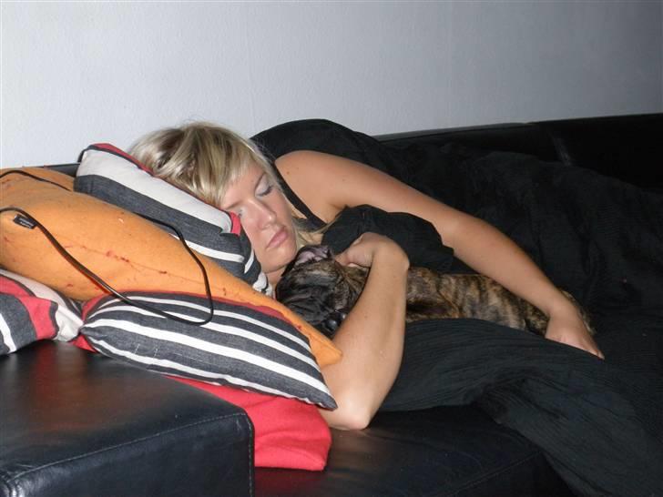 Olde english bulldogge Arnold, bullgaards billede 14