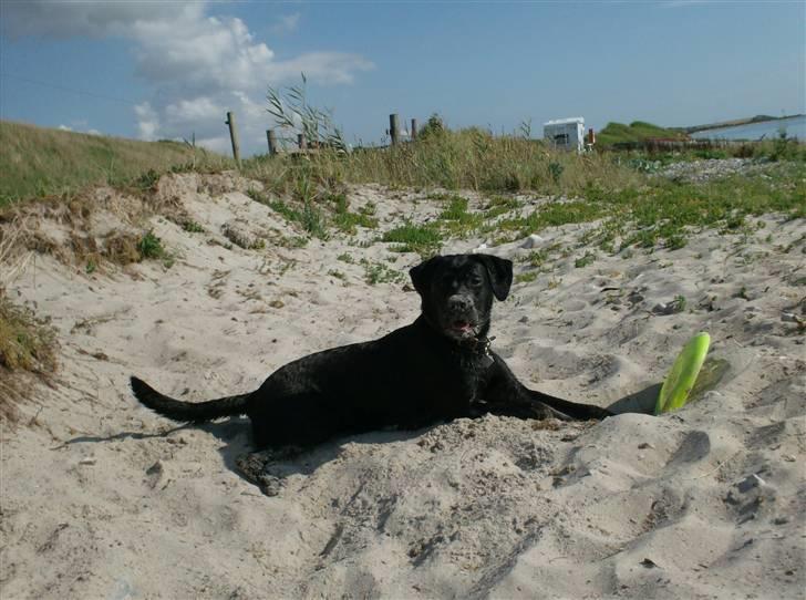 Blanding af racer Thyra (Boxer/Labrador) - på stranden billede 12