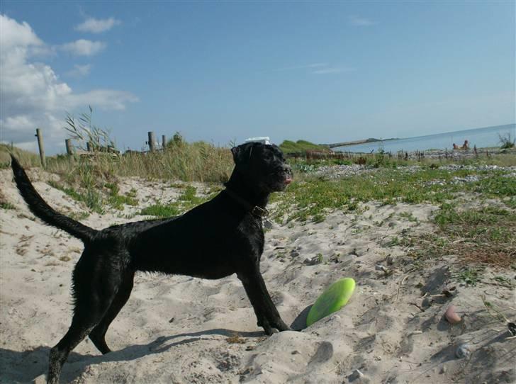 Blanding af racer Thyra (Boxer/Labrador) - på stranden billede 13