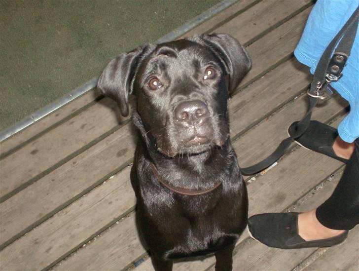 Blanding af racer Thyra (Boxer/Labrador) billede 14