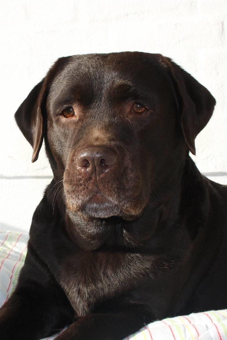Labrador retriever Cocio - Velkommen til min profil! Håber du smider en bedømmelse, og gerne en kommentar til mig også, så vil jeg blive glad! :-) billede 1