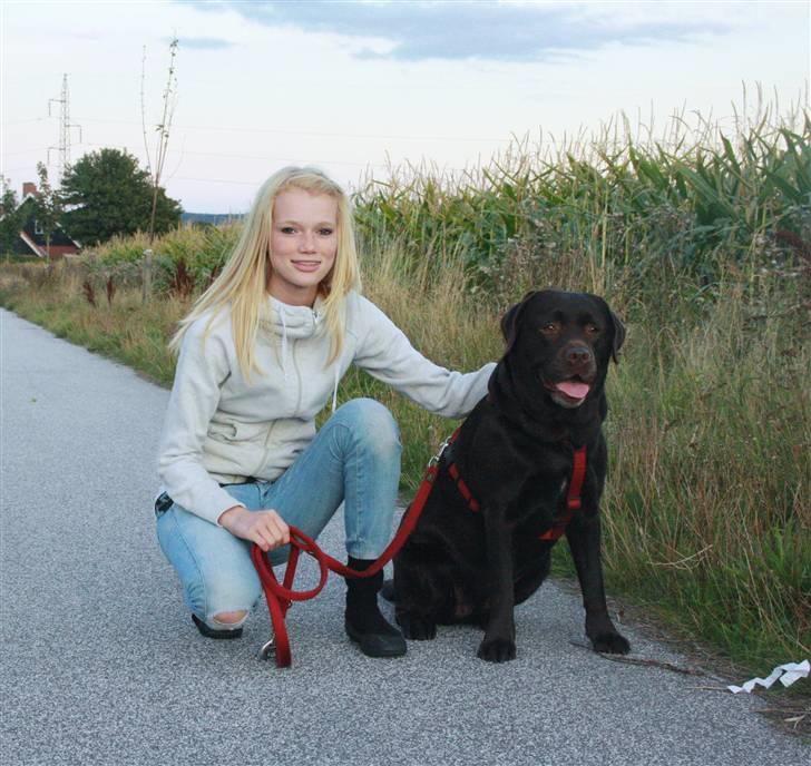 Labrador retriever Cocio - Cocio & Jeg. Ih sikke et dejligt billede! Foto: Bendik. billede 2