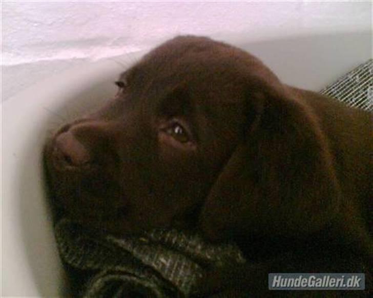 Labrador retriever Cocio - "Det var så sådan jeg så ud, da jeg var godt & vel et halv år" Foto: Louise tror jeg (storesøster). billede 3