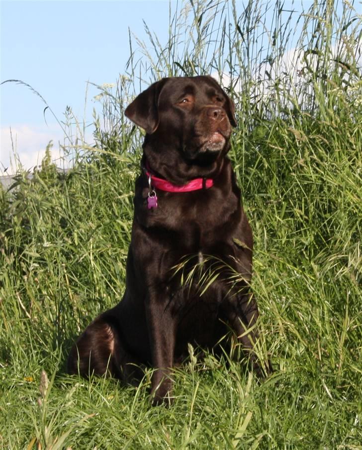Labrador retriever Cocio - WOW! Et smukt billede! Så flot, skinner & det hele.. Foto: Mig selv. billede 5