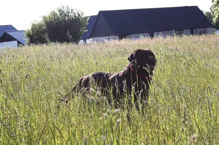 Labrador retriever Cocio - Dejligt med en fri tur på marken ude ved farmor! Foto: Mig selv. billede 6