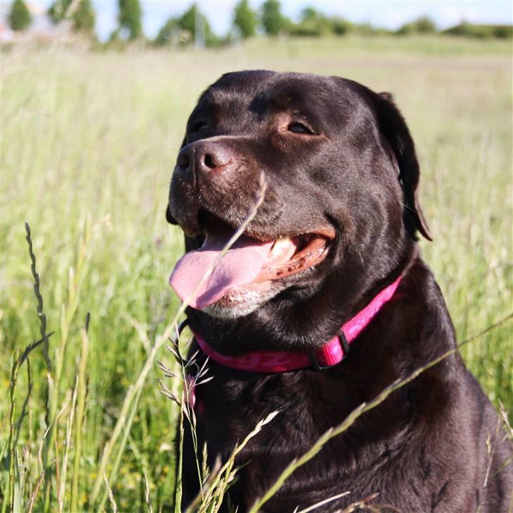 Labrador retriever Cocio - "Ej, jeg bliver altså lidt træt af at løbe rundt i den her varme!" Foto: Mig selv. billede 7