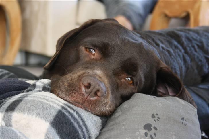 Labrador retriever Cocio - Træt, træt, træt! :D Foto: Mig selv. billede 8