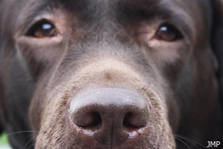 Labrador retriever Cocio - NÆRBILLEDE?! Foto: Mig selv. billede 9