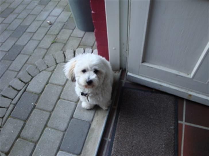 Coton de tulear Banjo billede 1
