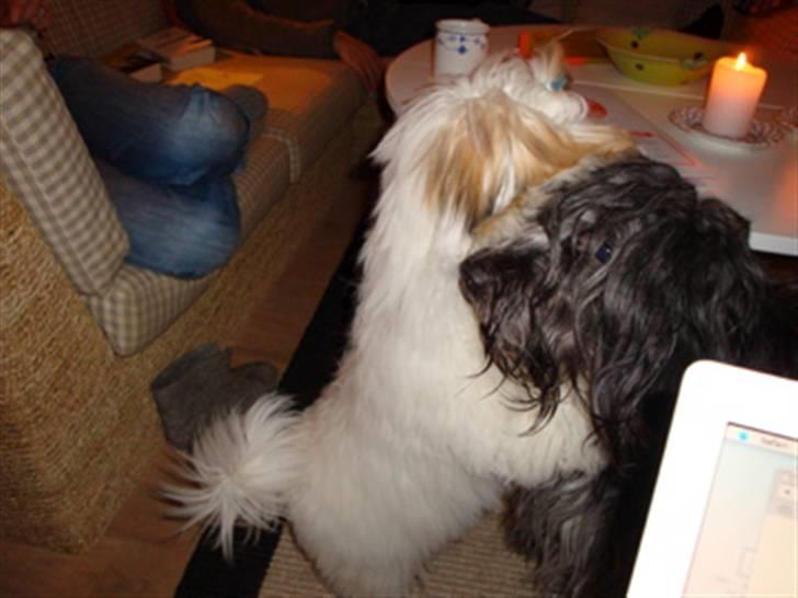 Coton de tulear Banjo billede 2
