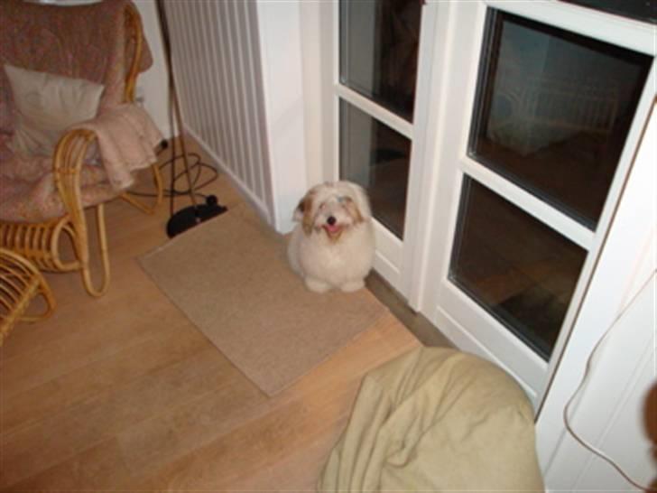 Coton de tulear Banjo billede 3