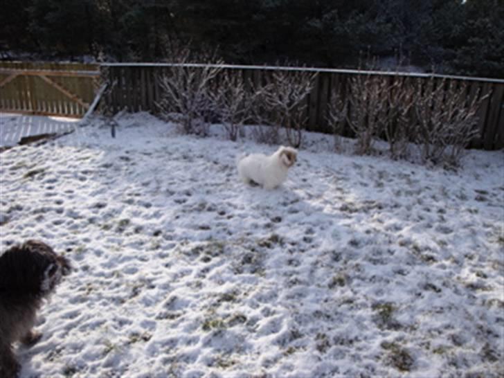 Coton de tulear Banjo billede 4