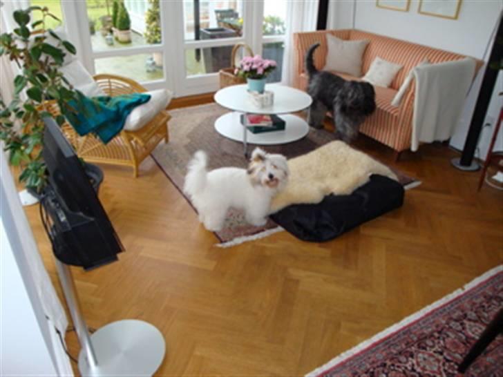 Coton de tulear Banjo billede 5