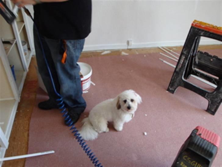 Coton de tulear Banjo billede 6