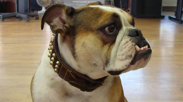 Engelsk bulldog basse aka brum-bassen billede 1