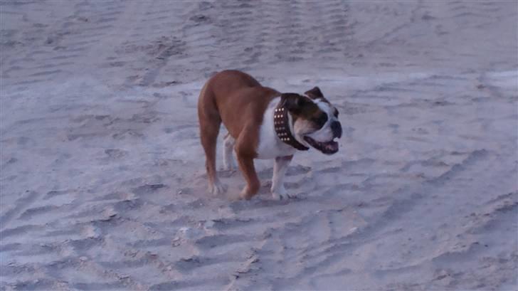 Engelsk bulldog basse aka brum-bassen billede 2