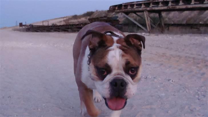 Engelsk bulldog basse aka brum-bassen billede 3