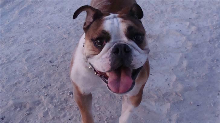 Engelsk bulldog basse aka brum-bassen billede 4