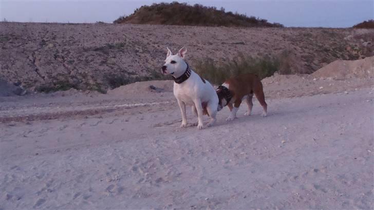 Engelsk bulldog basse aka brum-bassen billede 5