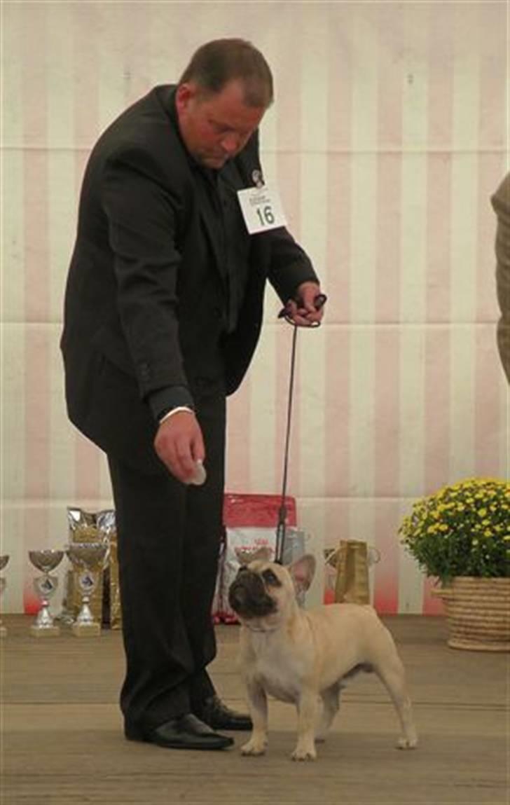 Fransk bulldog Jack billede 11