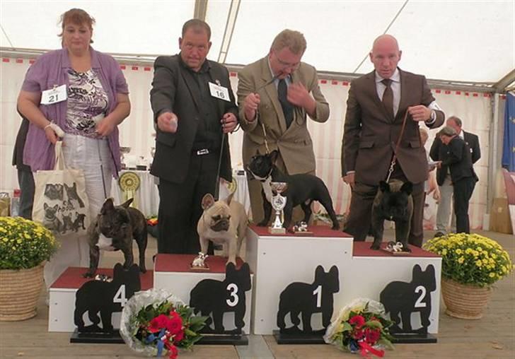 Fransk bulldog Jack billede 12