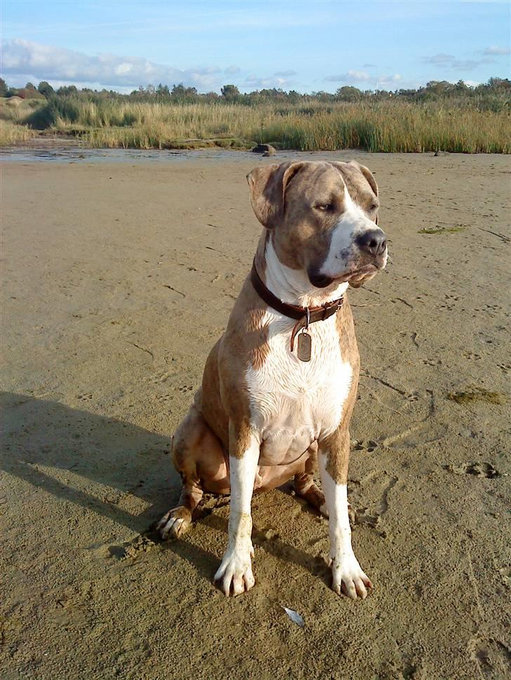 Blanding af racer Kento billede 6