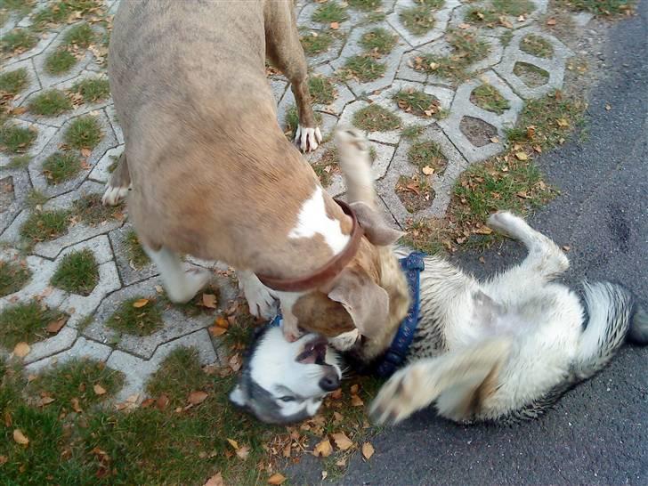 Blanding af racer Kento billede 8