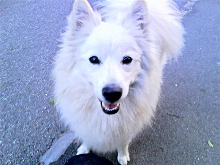 Samojedhund Sen - Mmmm Giv mig så den kiks du har i hånden (: billede 1