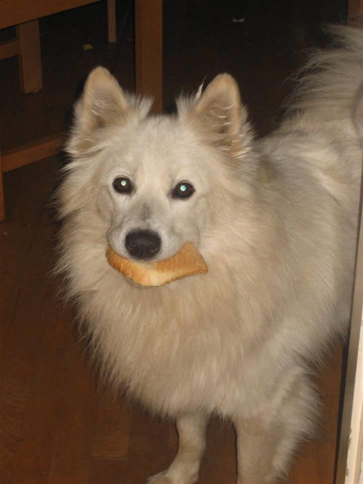 Samojedhund Sen - Mmmm Toast  billede 2