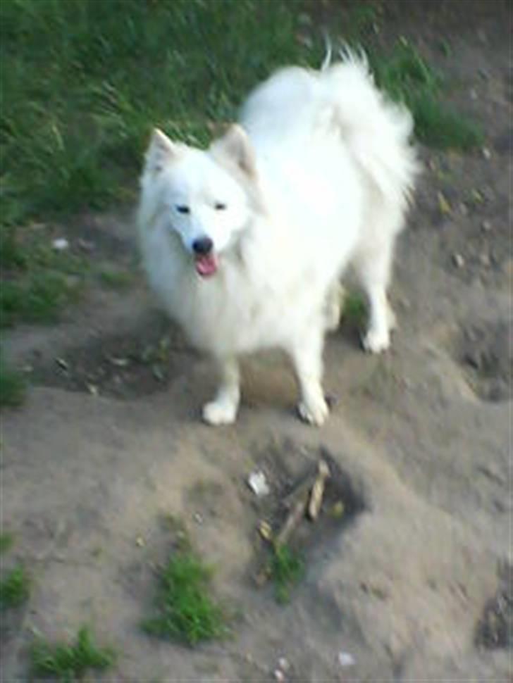 Samojedhund Sen - puha jeg er træt efter den løbetur (: billede 3