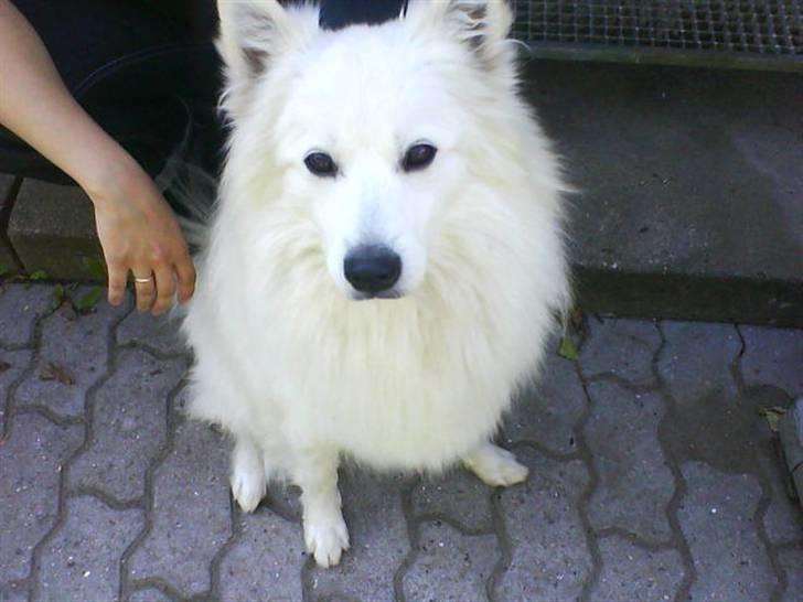 Samojedhund Sen - hmm jaa nus mig da bare..  billede 4