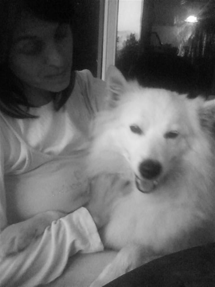 Samojedhund Sen - mmm nusse nusse billede 5