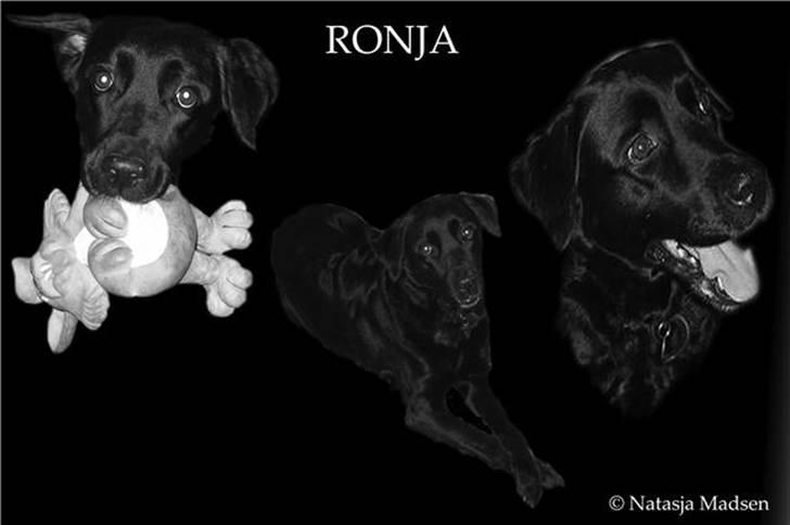 Blanding af racer Ronja R.I.P :( billede 20