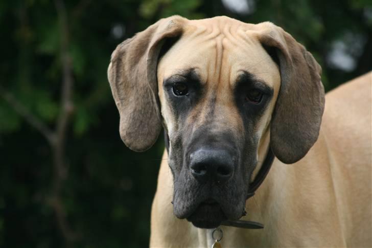 Grand danois Freya - 8 måneder billede 8