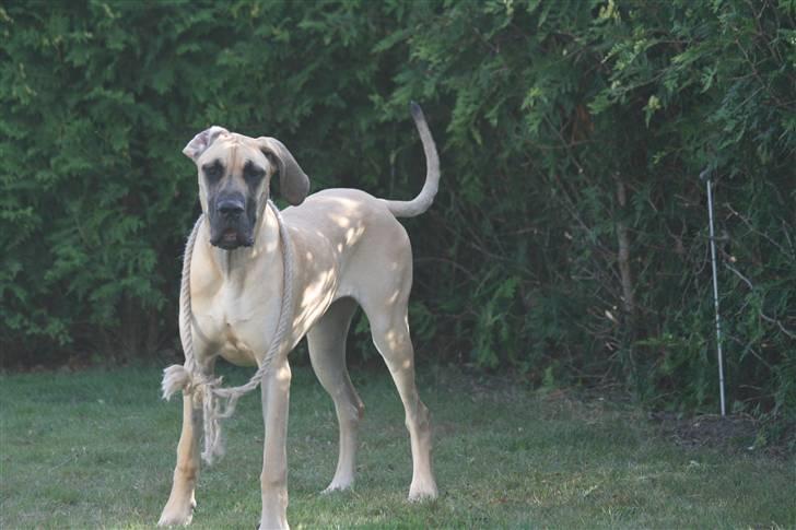 Grand danois Freya - 8 måender billede 9