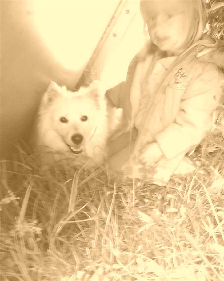 Samojedhund Sen - Emma og Sen billede 6