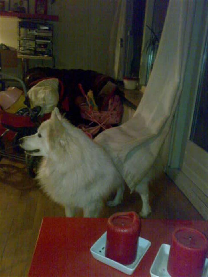 Samojedhund Sen - Jeg leger gemma leg billede 7