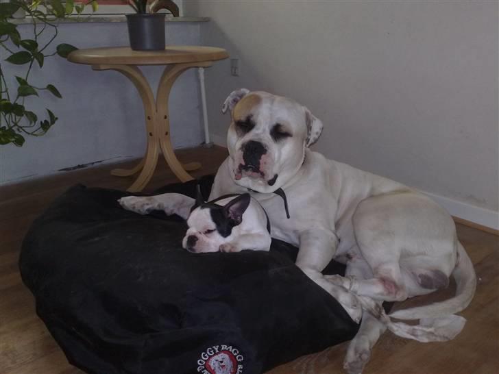 Fransk bulldog Bodil - Arthur har taget virkelig godt imod Bodil, så nu får hun lov at ligge sammen med ham ipå hans seng billede 9