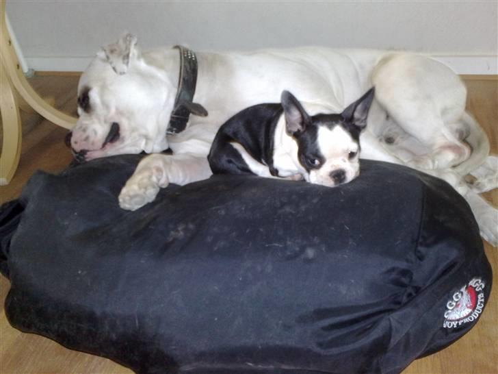 Fransk bulldog Bodil - dejligt med en fælles lur billede 10