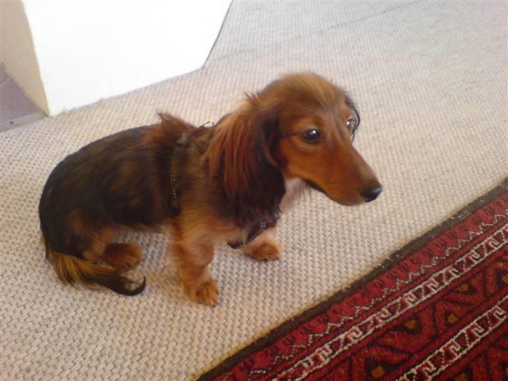 Miniature gravhund Turbo billede 9