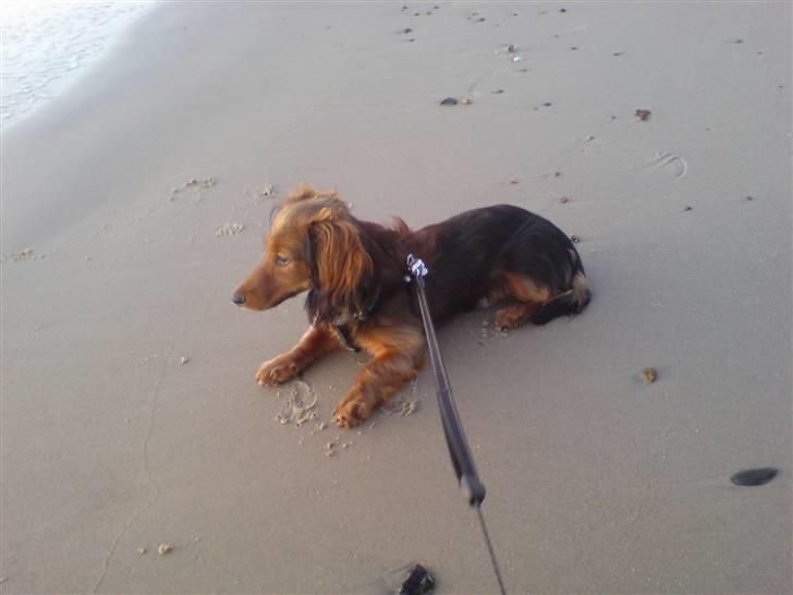 Miniature gravhund Turbo - jeg kan sagtens ligge stille, selv om mit navn er Turbo billede 10