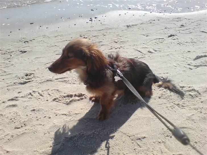 Miniature gravhund Turbo - se hvor fin jeg er, her er vi på tur ud til "grenen" ved skagen billede 11